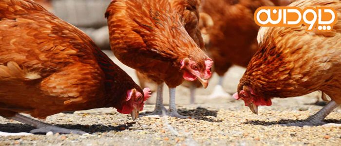 عوامل مؤثر بر ضریب تبدیل غذایی در صنعت مرغداری