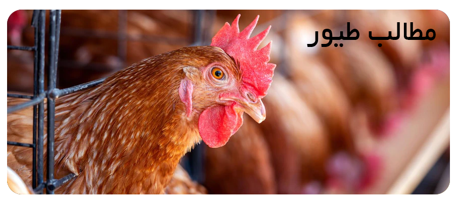 مطالب طیور